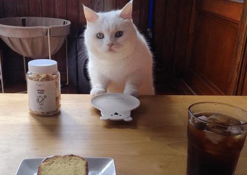 猫咪拉稀呕吐食欲不振但是精神好,养宠经验猫咪呕吐还拉稀怎么办