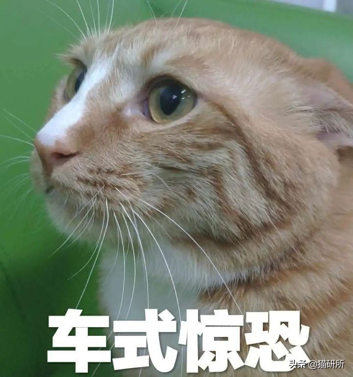 猫咪为什么老是叫讨食,猫咪为什么总是嗯嗯的叫