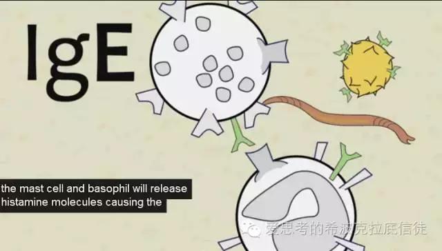 ige高引起湿疹,湿疹与特异湿疹有什么区别