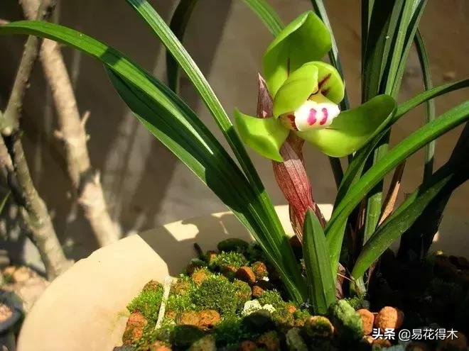 春兰大富贵春剑大富贵区别,春兰大富贵vs春剑大富贵