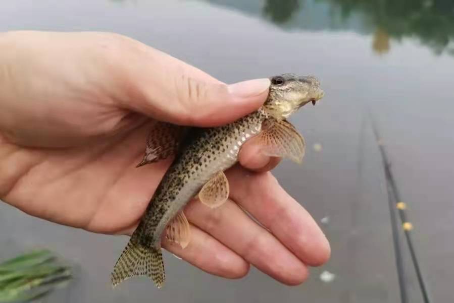 小鱼多了就不吃食了,野钓小鲫鱼太多大鲫鱼没口