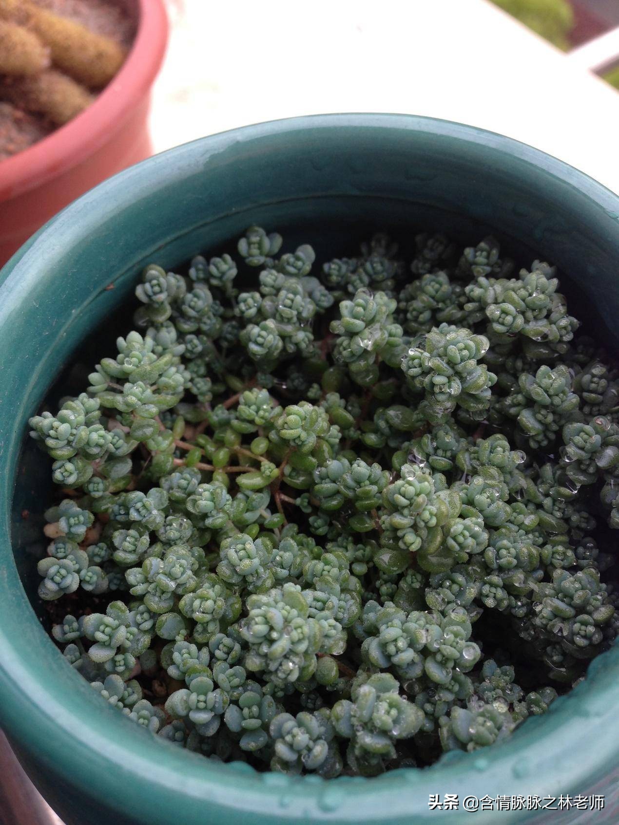 室内三种最旺家庭养植物,家居绿植哪些不适宜养