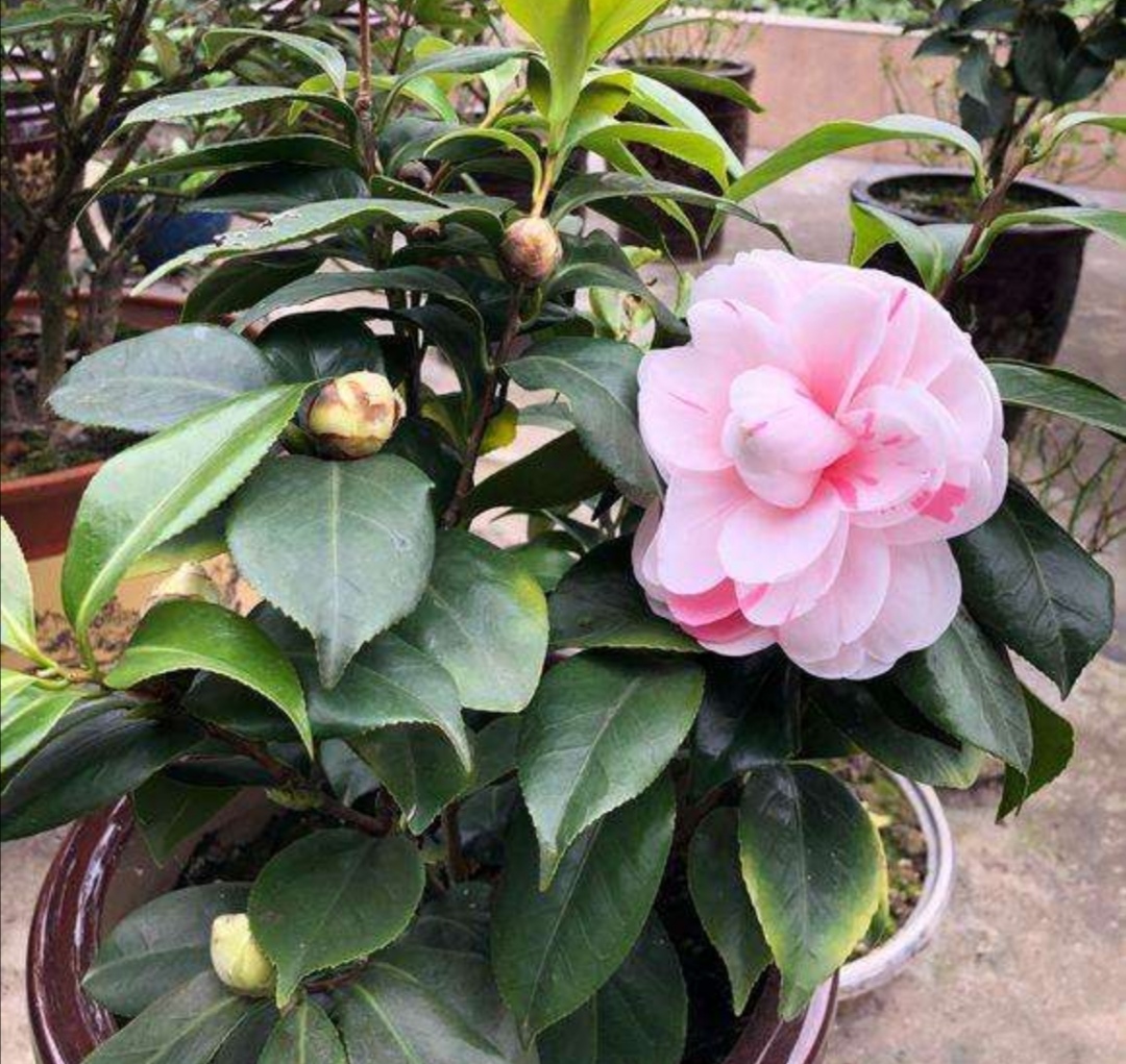 茶花开败了怎么管理,茶花几月份病虫最严重