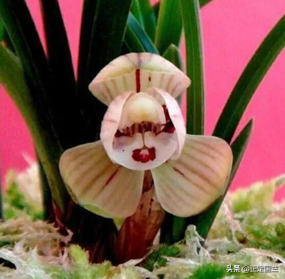 为什么兰花被称为国兰,为什么兰花又叫国兰