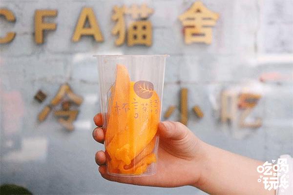 软萌暴击！邯郸这家高颜值猫咖上线，“吸猫”终于提上日程！