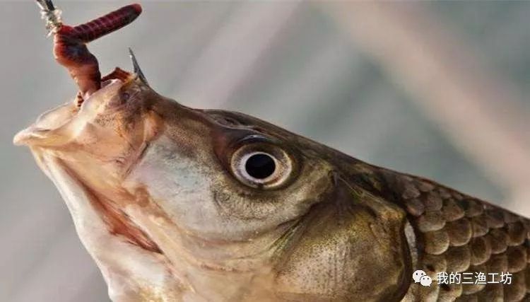 钓黄辣丁怎么挂蚯蚓,串钩挂蚯蚓钓鱼技巧