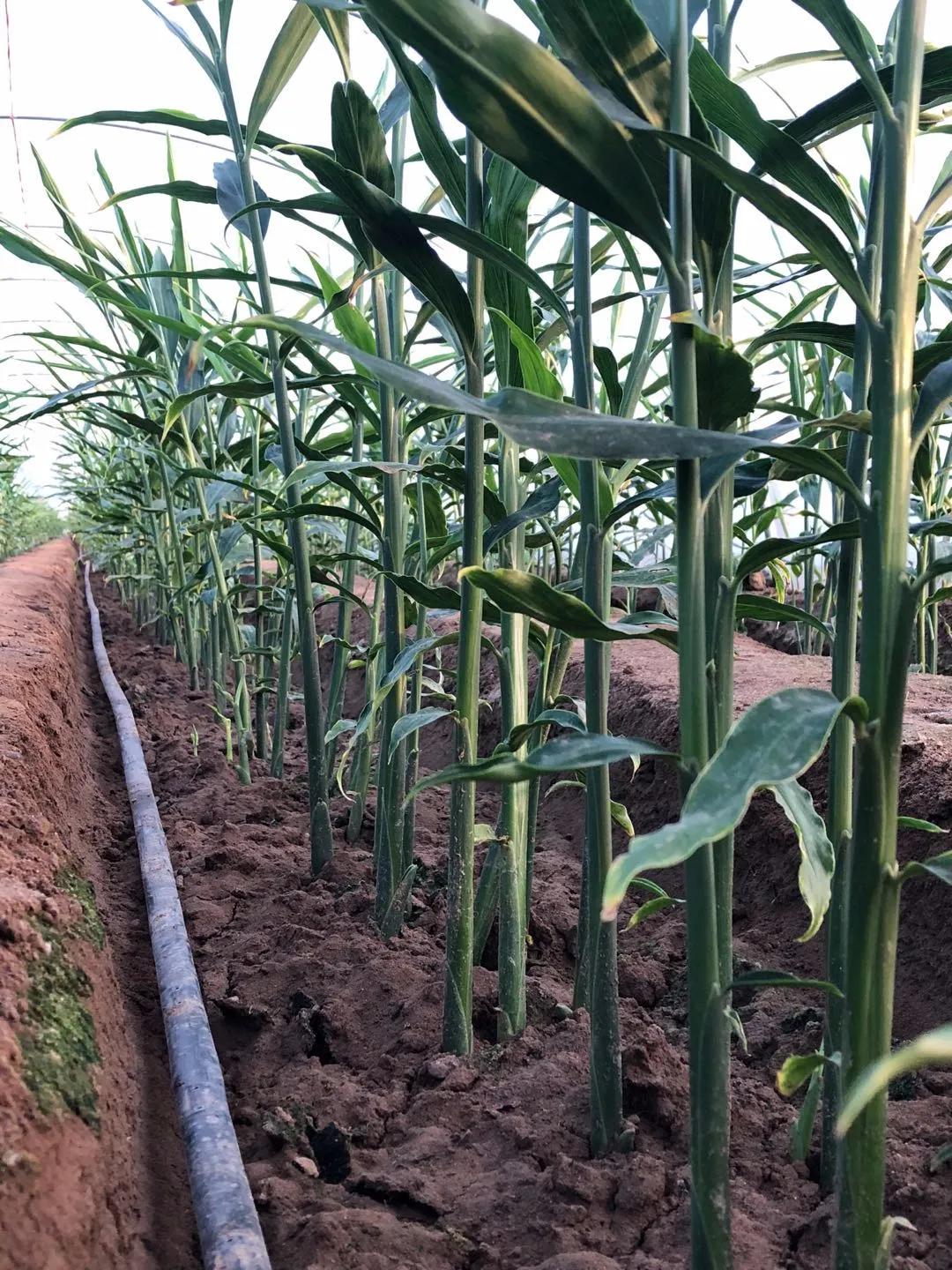 种姜中期管理的全过程,姜怎么养根