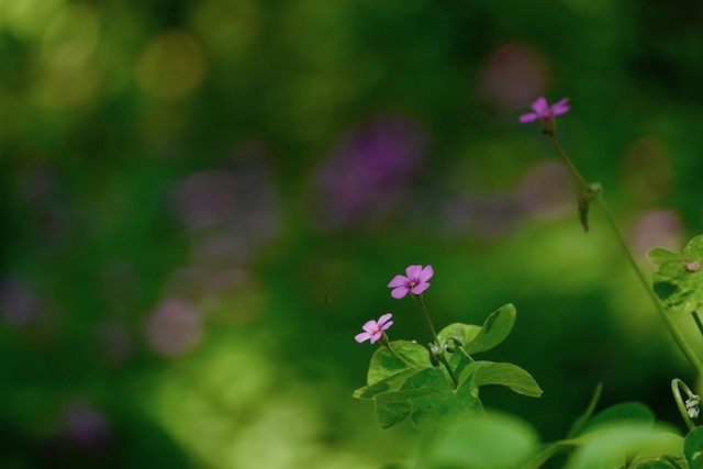 排病反应的中医解释,如何应对排病反应