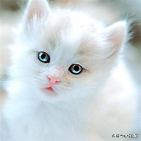 夏天猫毛狂掉怎样清理家中的猫毛,家里养猫咪猫毛满天飞怎么办