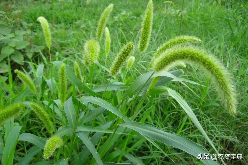 目前最全的除草剂讲解实用收藏版,目前最全的除草剂讲解赶紧收藏吧