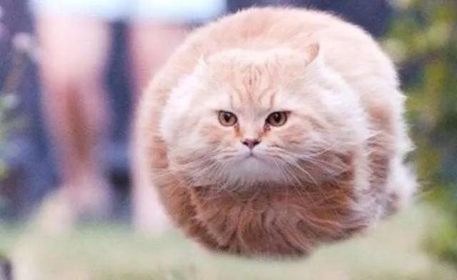 猫咪太肥胖可以节食吗,猫咪吃什么能长胖如何让猫咪长肉