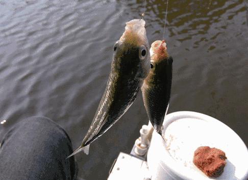 都江堰景区钓鱼地点推荐,都江堰垂钓好去处