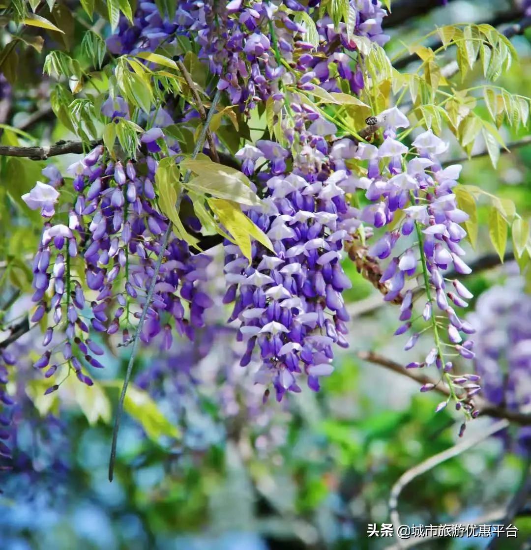 紫藤挂云木花蔓宜阳春下一句,紫藤挂云木花蔓宜阳春整首诗