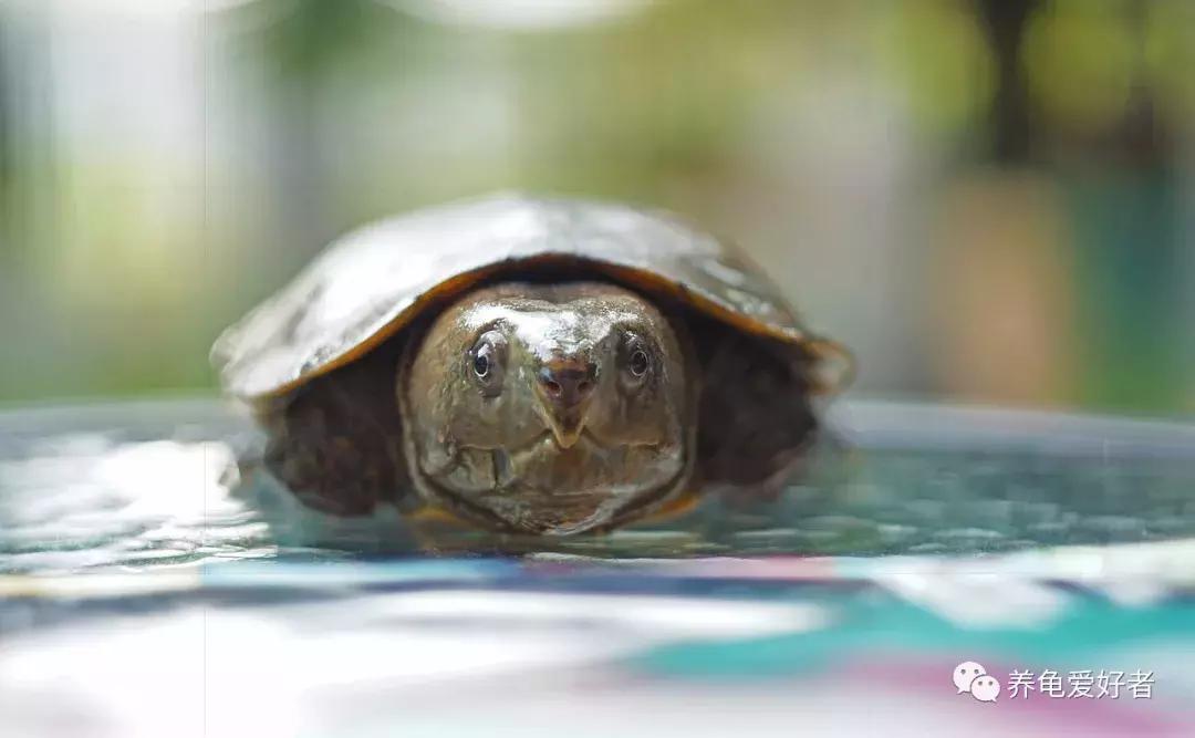 如果你不懂龟，看完之后会想要一只吗？