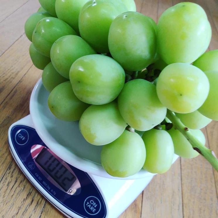 阳光玫瑰保果膨大正确方案,阳光玫瑰膨大期用杀菌药方案