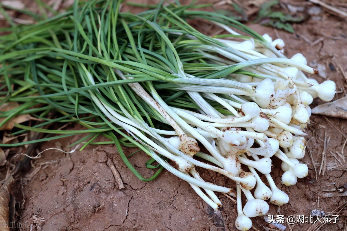 各种可以吃的野菜图片大全及名称 (100种野菜图片大全和名称和吃法)