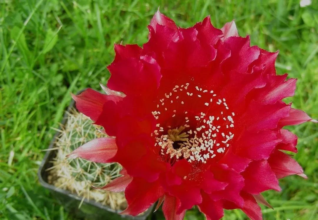 100种仙人球开花图鉴，平时丑丑的它们，开起花来，惊艳