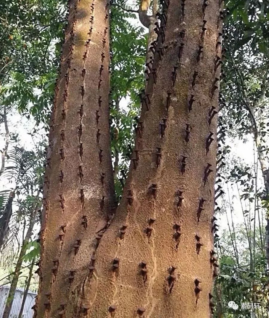 身价过亿的沉香种植小伙子,小伙投资五百万种300亩沉香