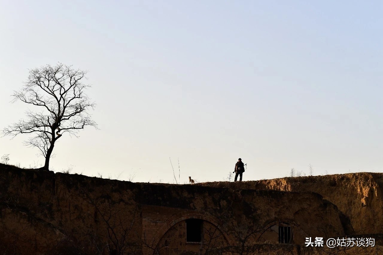 为什么纯黑土狗越来越少见,中国土狗比较多的地方