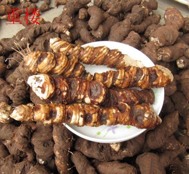 农村田间可食根的野草大全,农村这种野草你见过吗可以入药