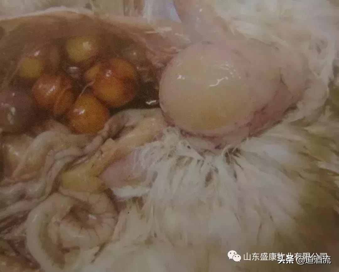 天气热如何预防鸭子中暑,夏天喂什么预防种鸭中暑