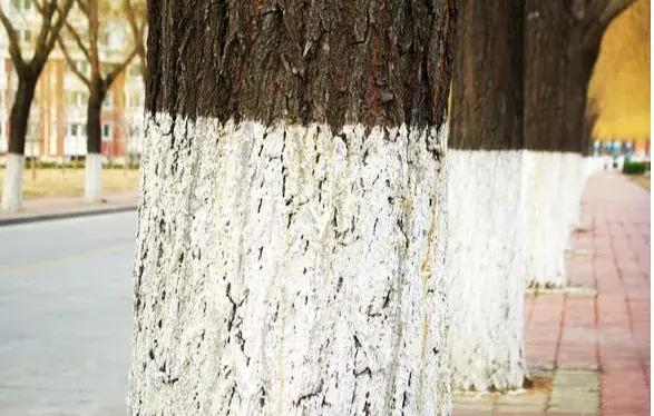 病虫害防治这个小技巧,绿色环保的方法防治病虫害