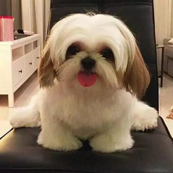 怎么才算纯种泰迪狗呢图片,纯种狗和非纯种狗的区别哪个好