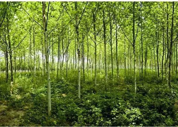 涔愬姩鑺辨捣,涔愬姩鑺辨捣宕囧窞