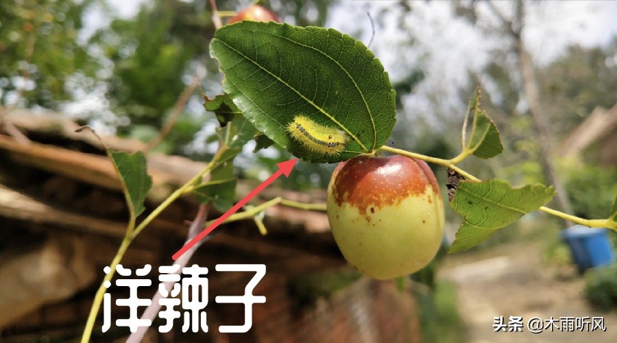 洋辣子虫卵怎么预防,辣子病虫害防治大全