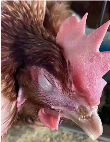 鸡子眼睛睁不开怎么治疗,鸡子眼睛瞎是什么原因