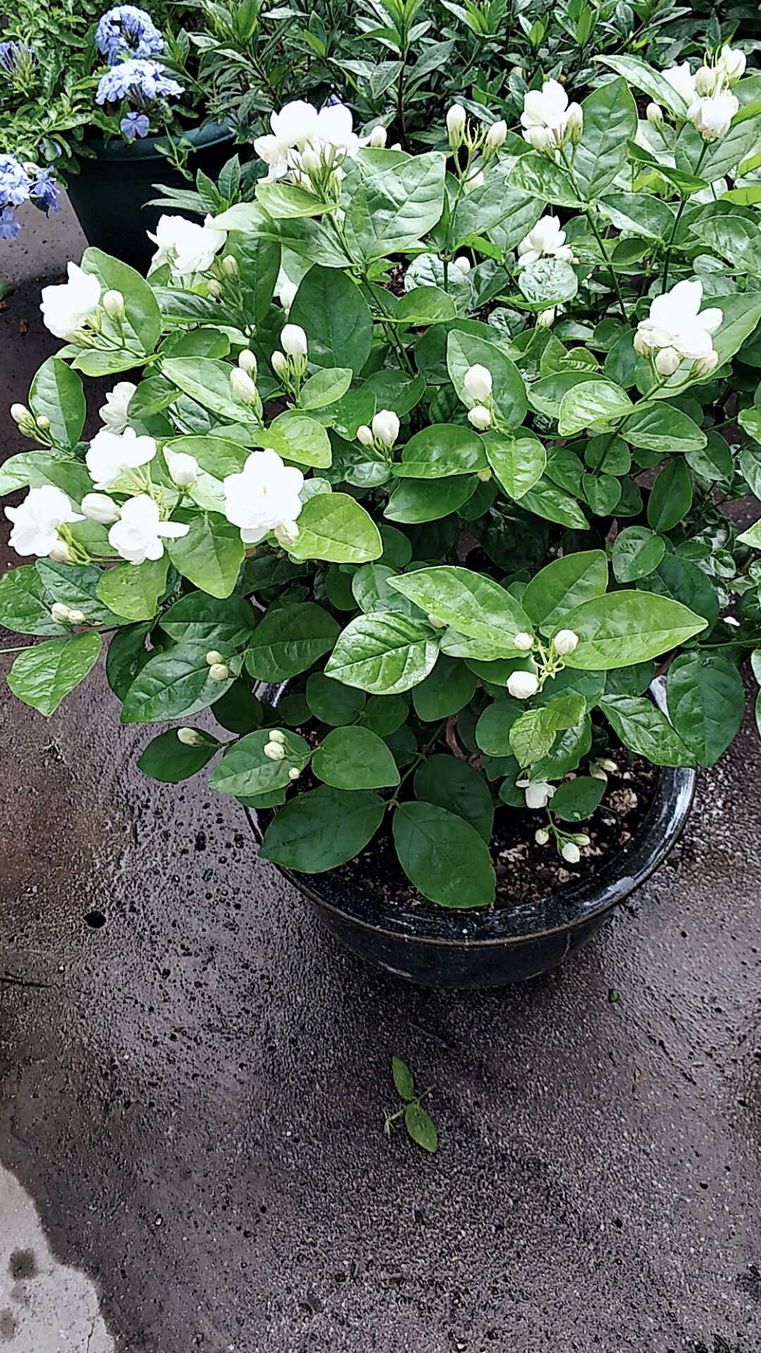 茉莉花叶片掉光怎么办,茉莉花叶片干枯掉落怎么办