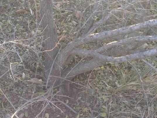 麻梨疙瘩与紫琉璃是一种东西吗,麻梨疙瘩和火琉璃有哪些区别