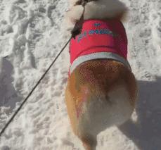 基基复唧唧，柯基战斗机，使出必杀技，底盘更贴地！