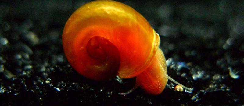 草缸苹果螺爆缸怎么处理,草缸养螺好吗