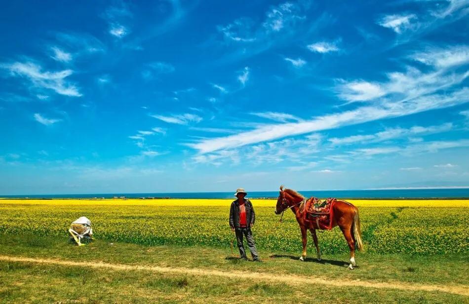 赏油菜花攻略,寻找最美油菜花可去这十大景点