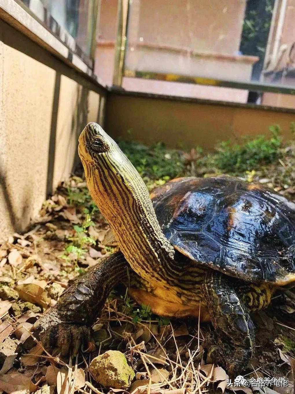 龟缸鱼腥味正常吗,龟缸有点腥气味正常吗