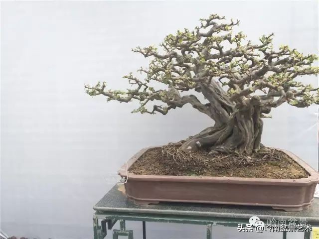 经典雀梅文人树盆景,十年以上的雀梅盆景图及价格