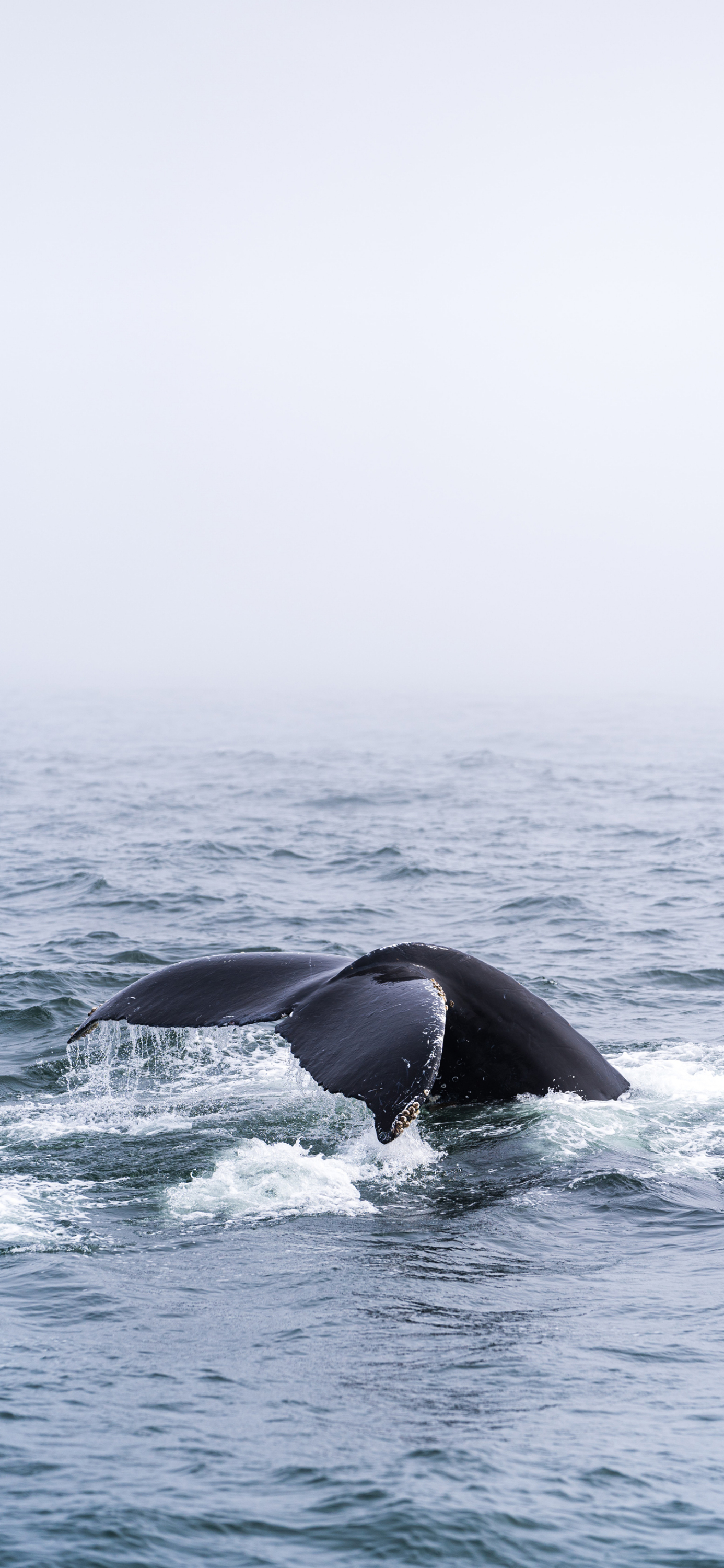 花鸟壁纸动物壁纸,动物壁纸高清手机壁纸