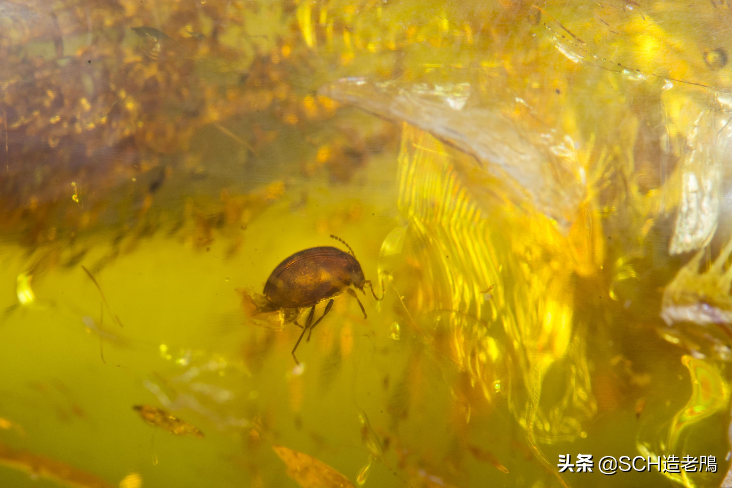 关于琥珀形成的资料,琥珀的种类及介绍