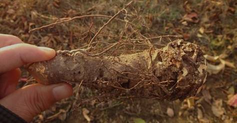 果树根癌病的发生与防治