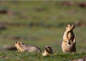 一文看懂传染病的传播,鼠疫防治科普知识问答