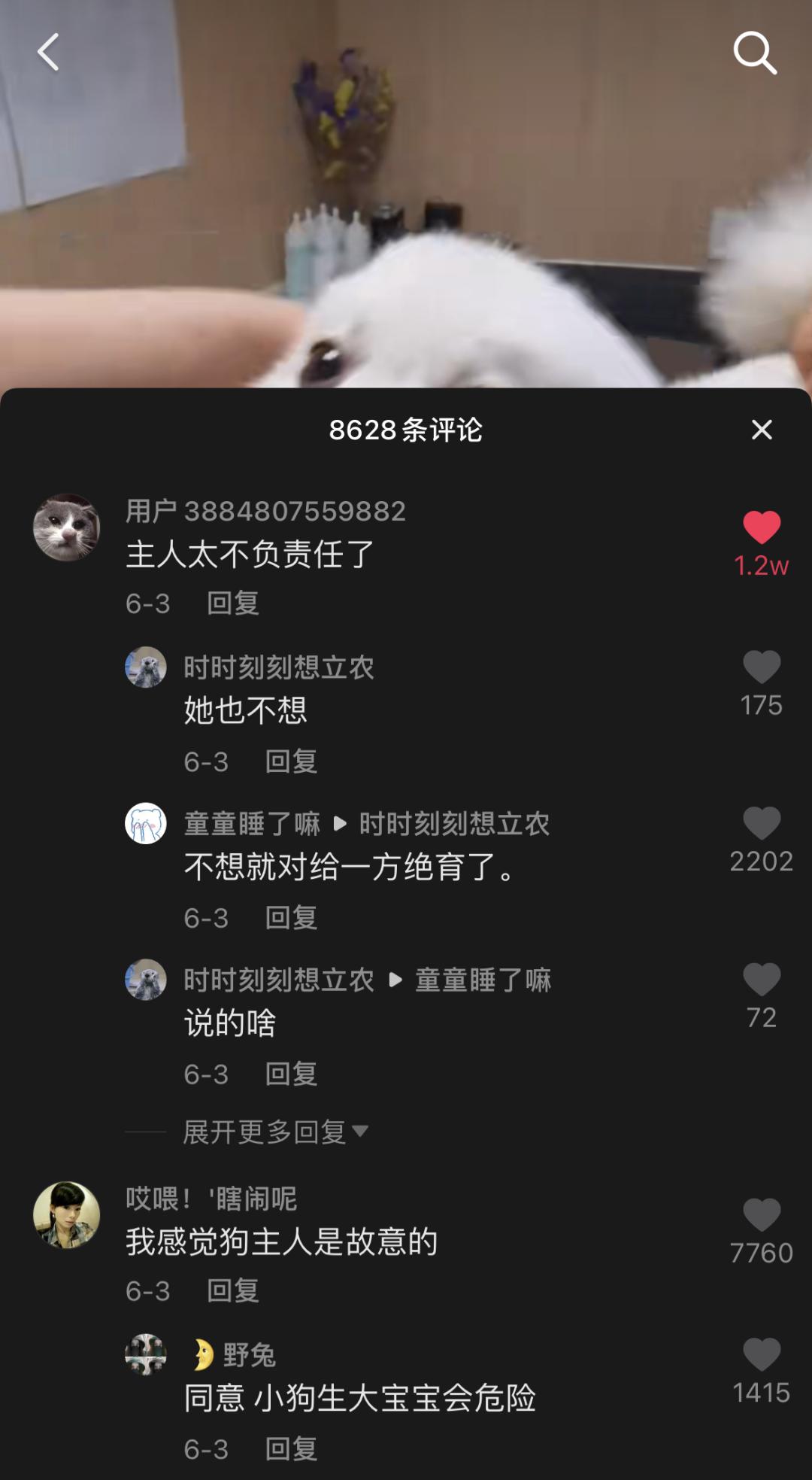 博美怀孕了会怎样,二哈让博美怀孕