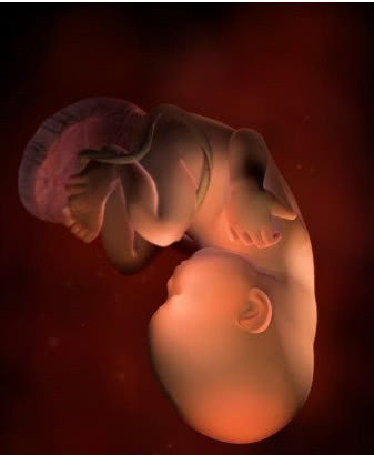 怀孕9周宝宝发育过程的视频,孕9周3天胎儿发育情况图