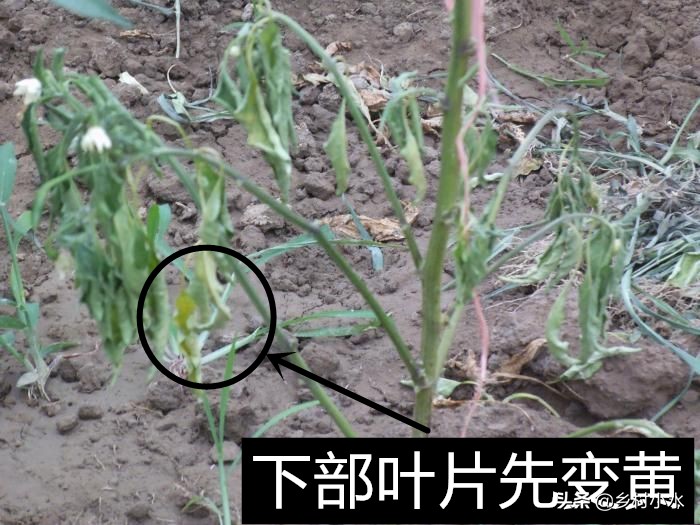 辣椒苗枯萎病最新防治药,辣椒青枯病枯萎病用什么药治疗