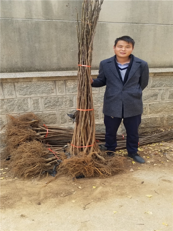 蓬莱柿与无花果区别,亚当无花果就是蓬莱柿吗