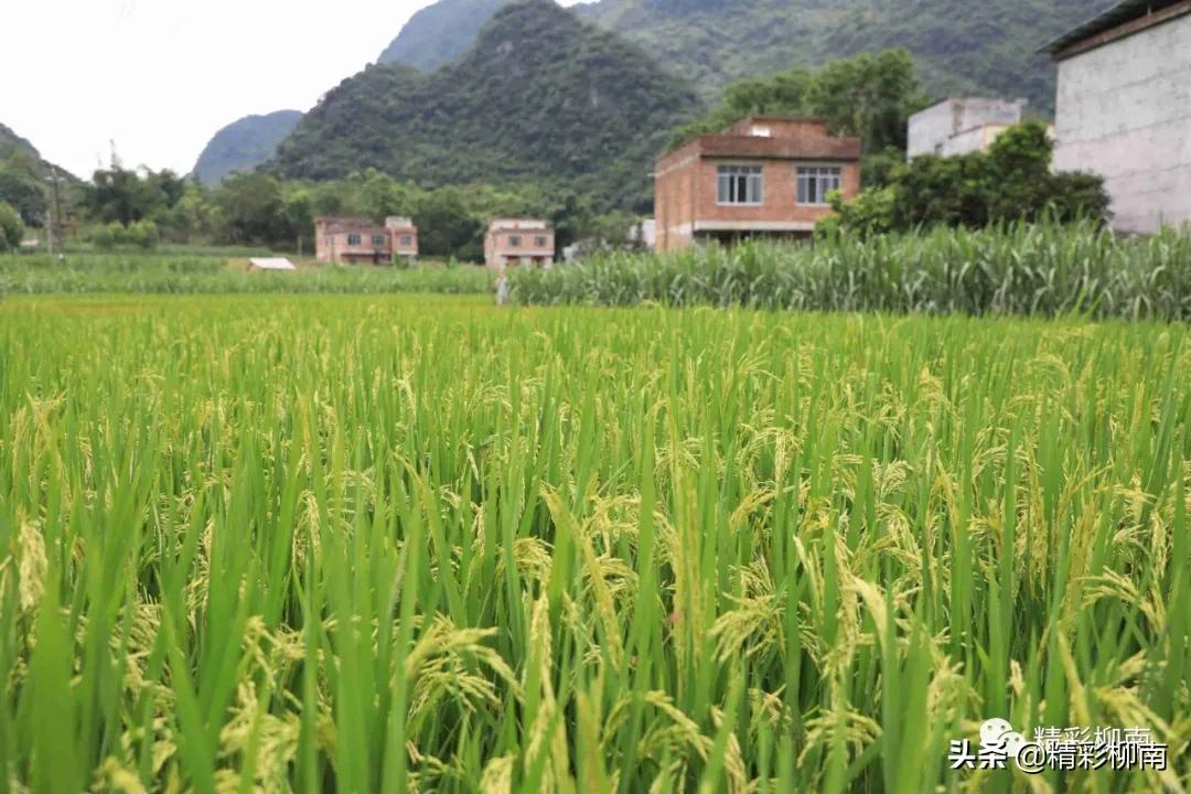 乡镇辣椒丰收信息,火红的辣椒映出红红火火的日子