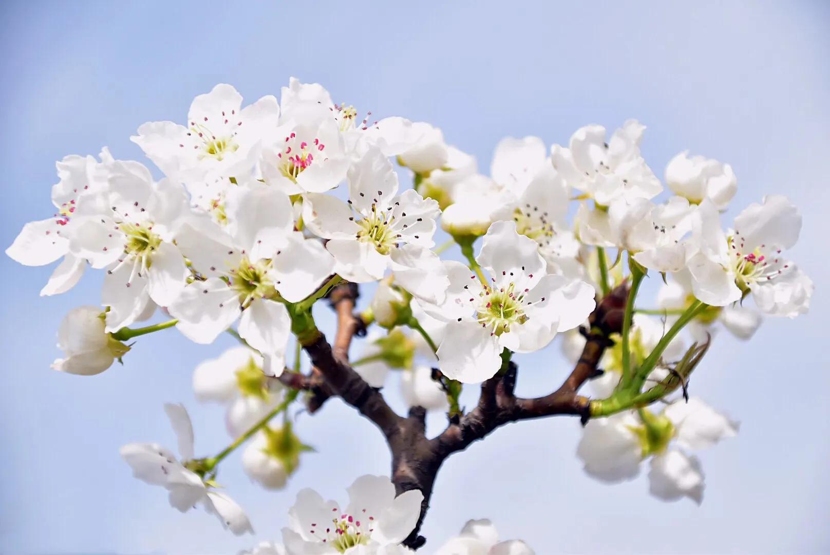 春游梨花林,邂逅三月梨花