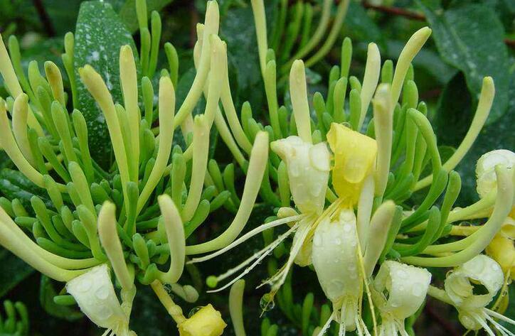 忍得了冬的忍冬属中药：金银木、忍冬藤和金银花