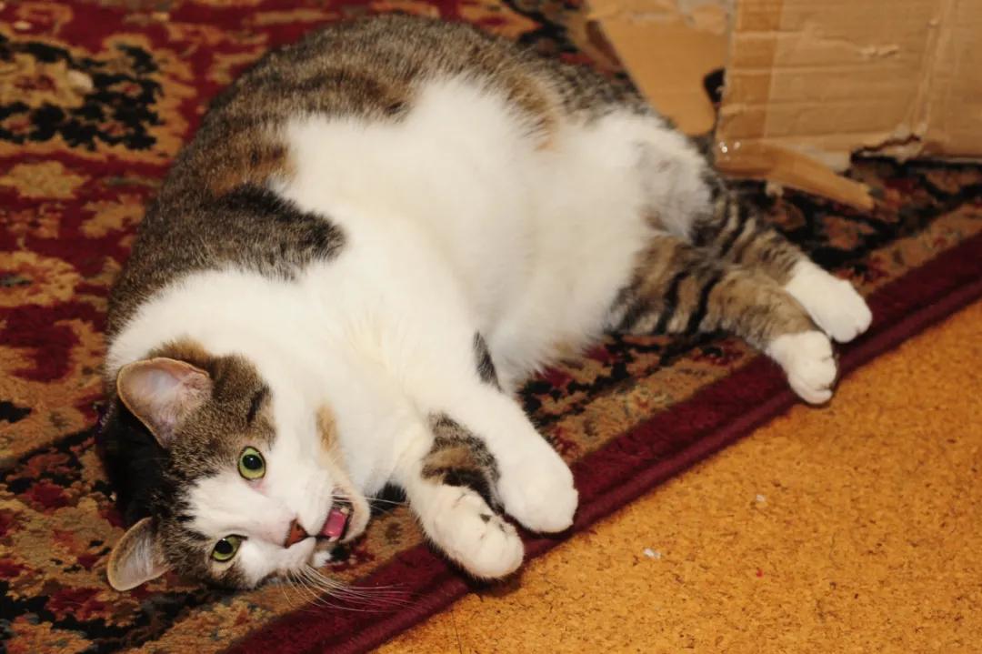 2分钟,夺走小猫咪的命