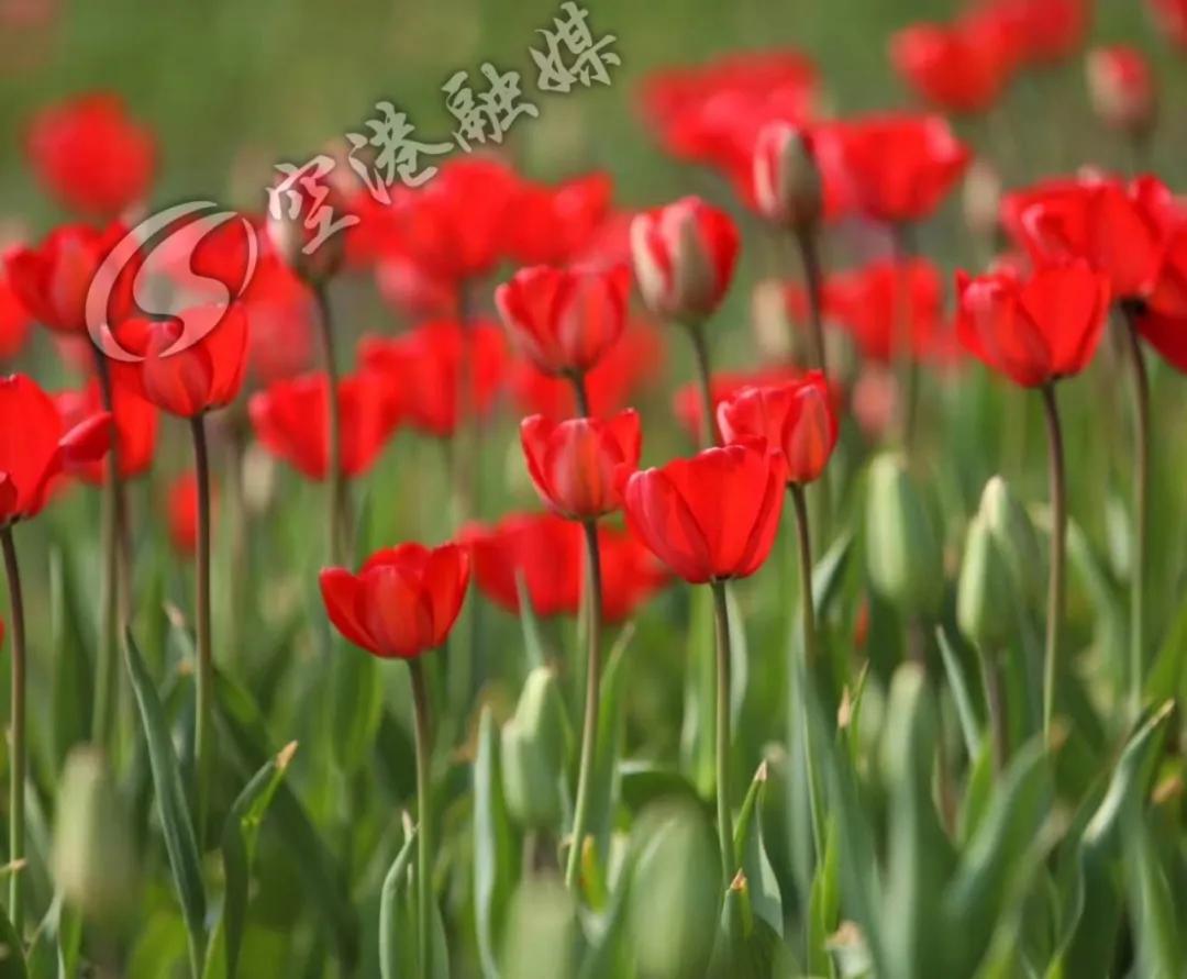 空港花田今天收门票吗,空港花田19.9门票